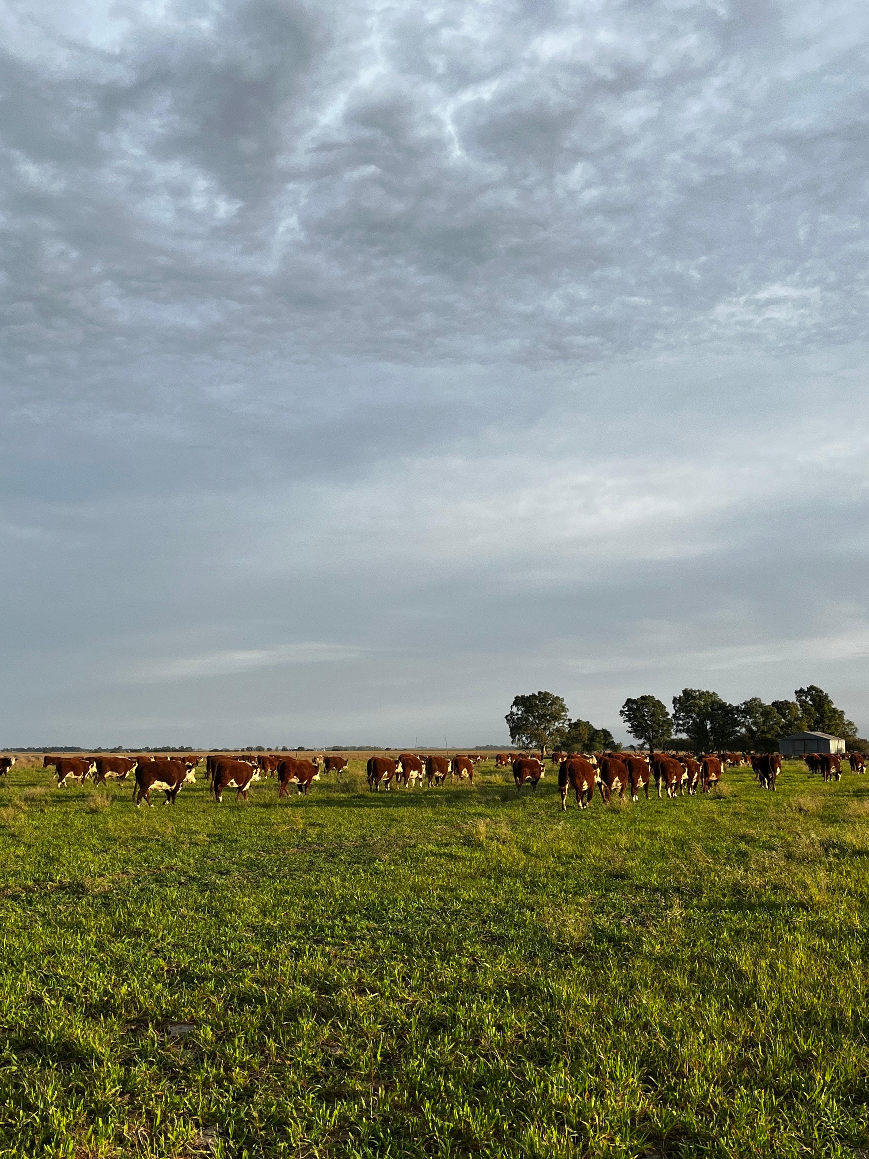 El rodeo completo alineado sobre la pastura, bajo un cielo nublado